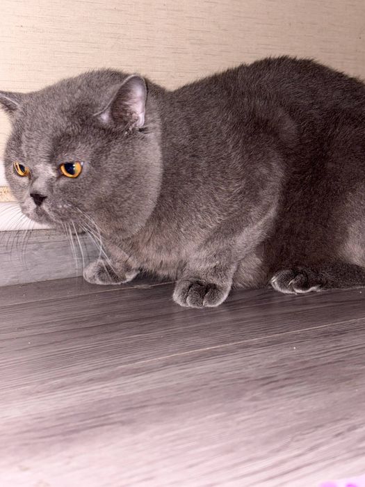 Joni oʻgʻil bola  qoʻshilishga tayor