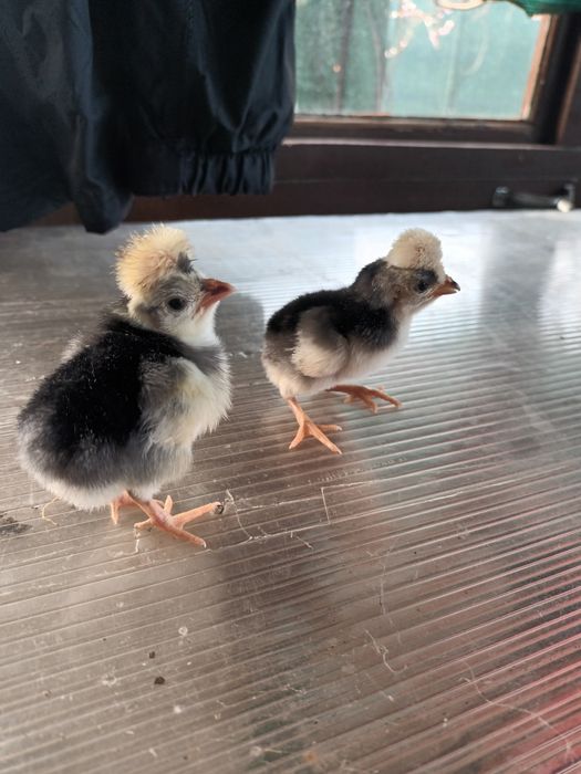 Puisori Motata  Olandeza