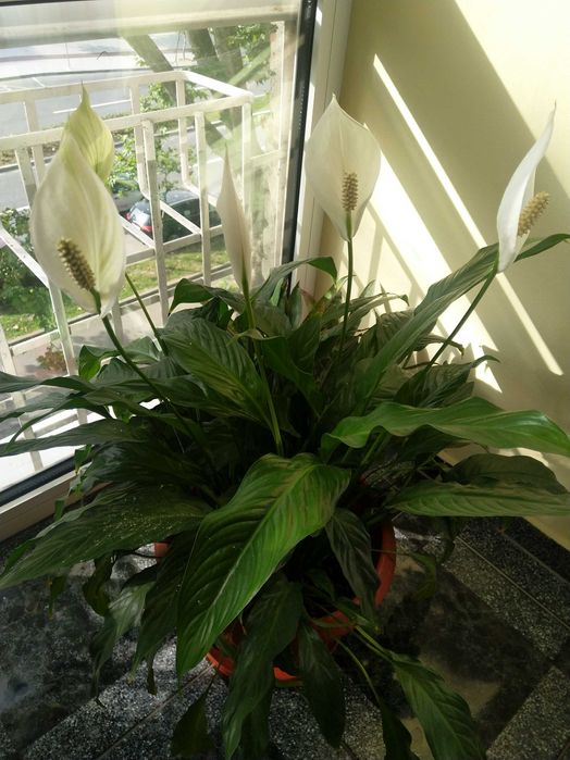 Vând Floare, Crinul Păcii sau Floarea Lunii.