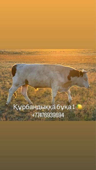 курбандыкка екы бука сатылады