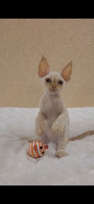 Девон-рекс котята в Алматы!