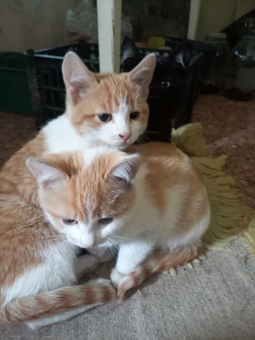 Отдам котят в добрые руки