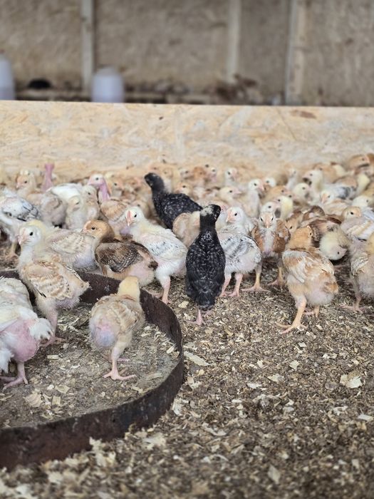 Pui colorati rasa mixta 500 grame