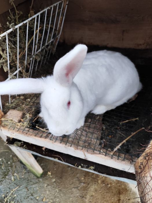 Iepuri neozeelandezi metis