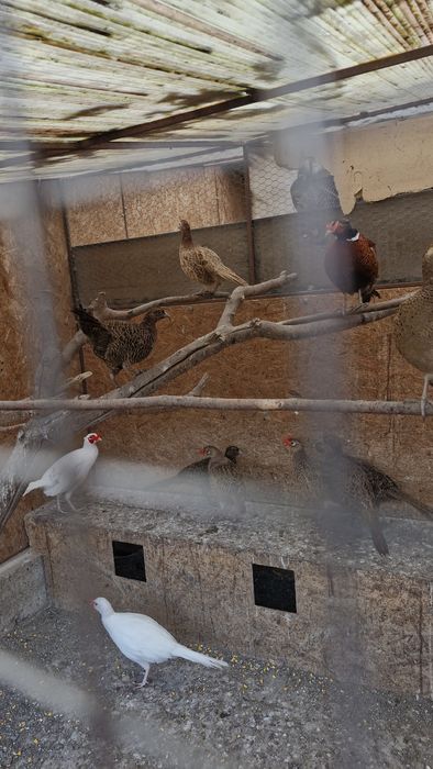 Vand fazani comuni din 2025