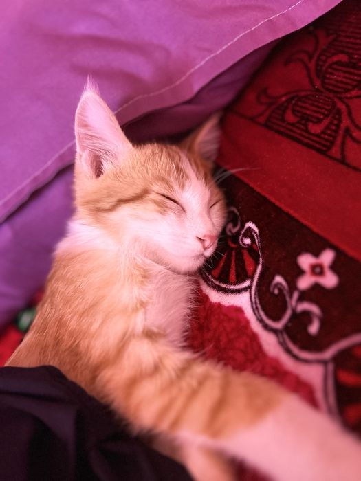 Отдадим котёнка в добрые руки.