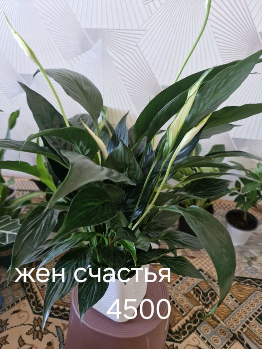 Бөлме гұлдері арзан