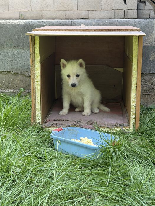 Щенок продам хаски
