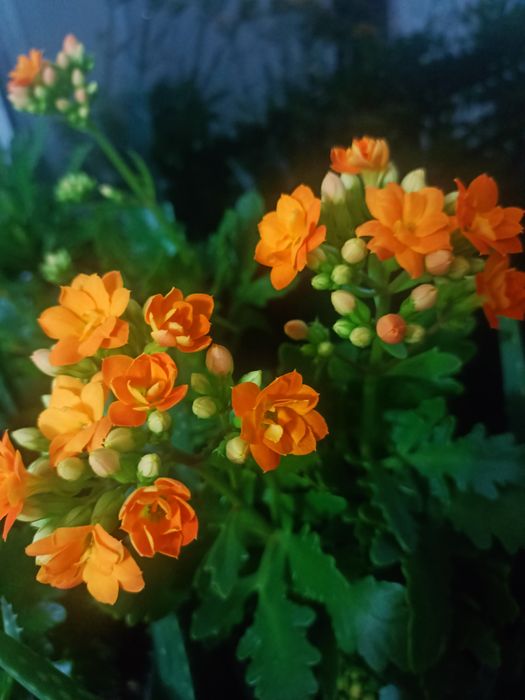 Комнатный цветок Каланхоэ