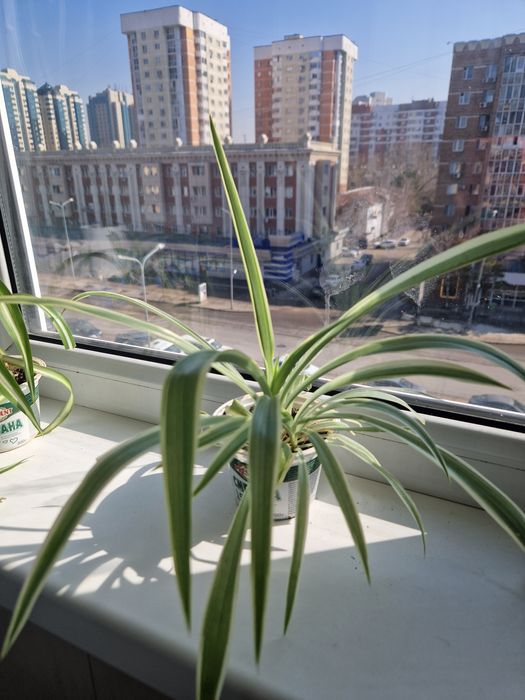 Продам хлорофитум.