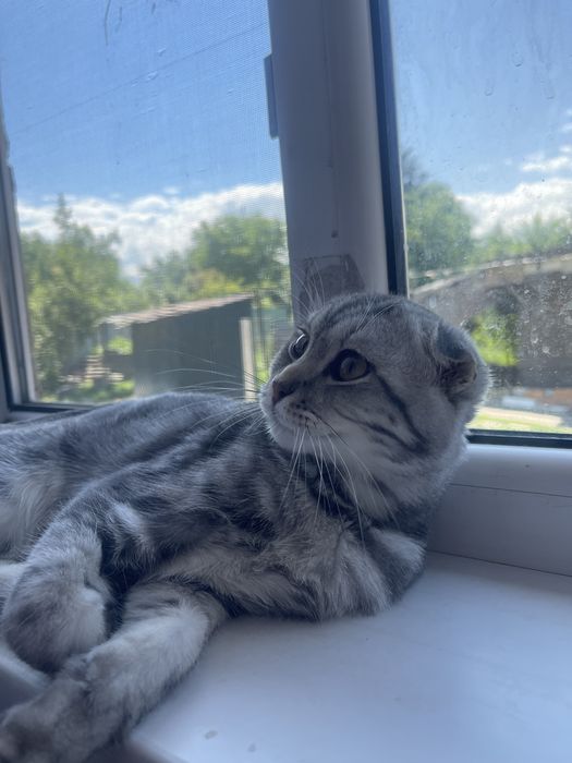 Шотландская вислоухий кот