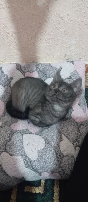 Мушукча сотилади