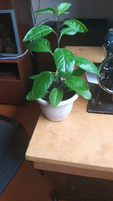 Продам женское счастье, джинура