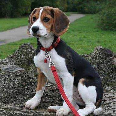 Plimb Caini care sunt blanzi