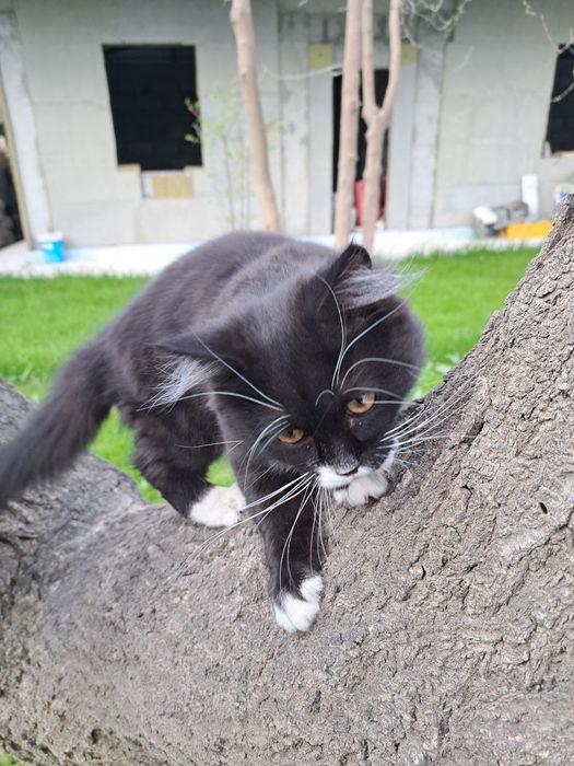 Котенок ищет дом