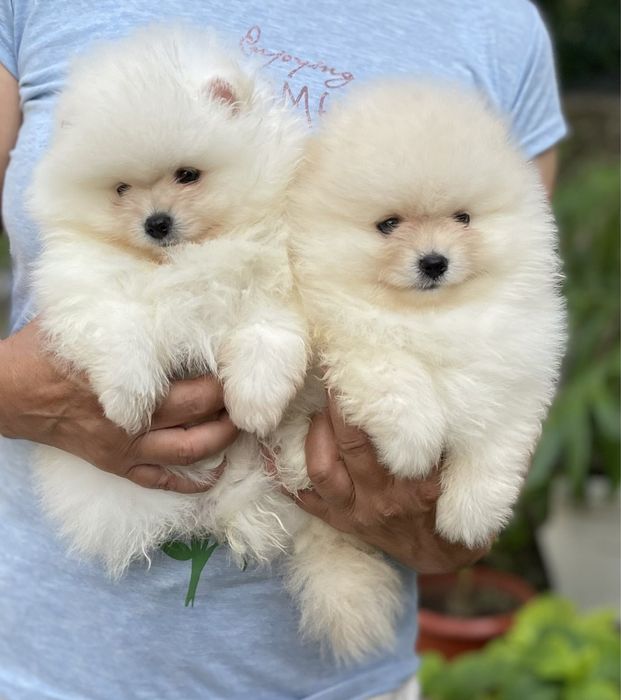 померан мини