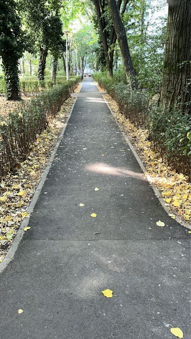 Gard viu -lemn cainesc vesnic verde