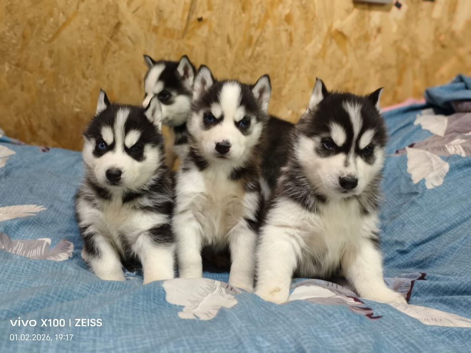 Шикарные щенки сибирской хаски.