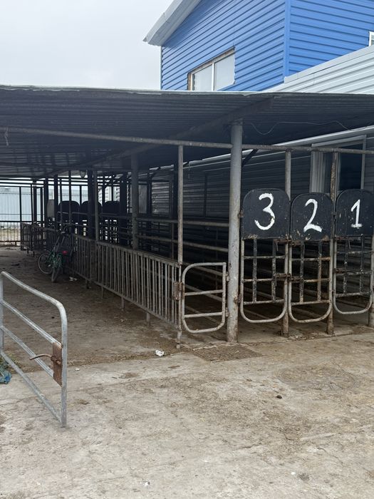 Убойный пункт для забоя скота