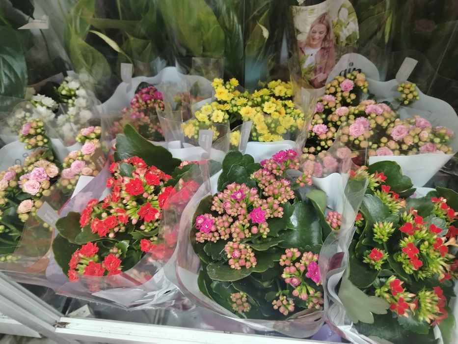 Цветы очень хорошие есть много цветы