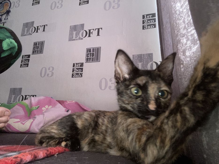 Котёнок девочкаа
