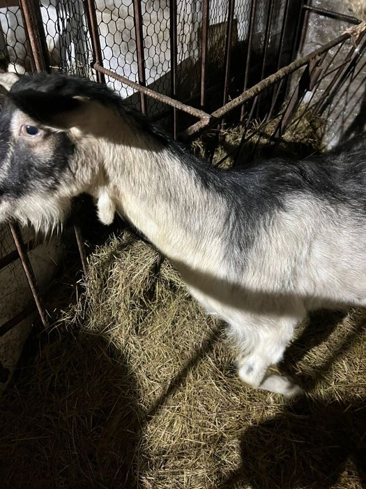 Продам козу дойную.