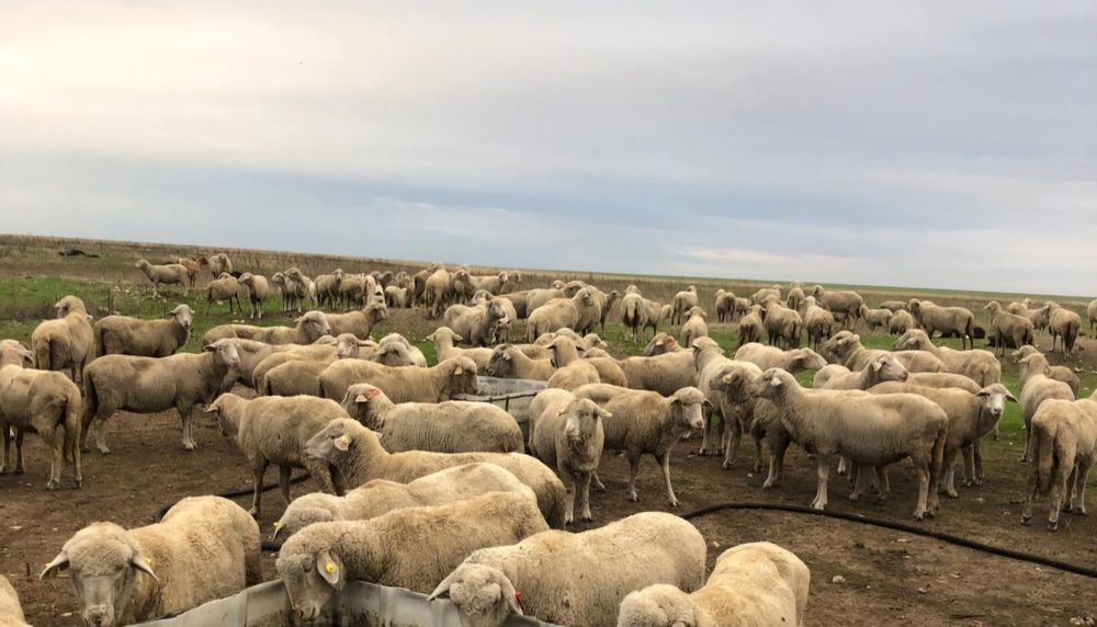 Oi merinoase de vânzare