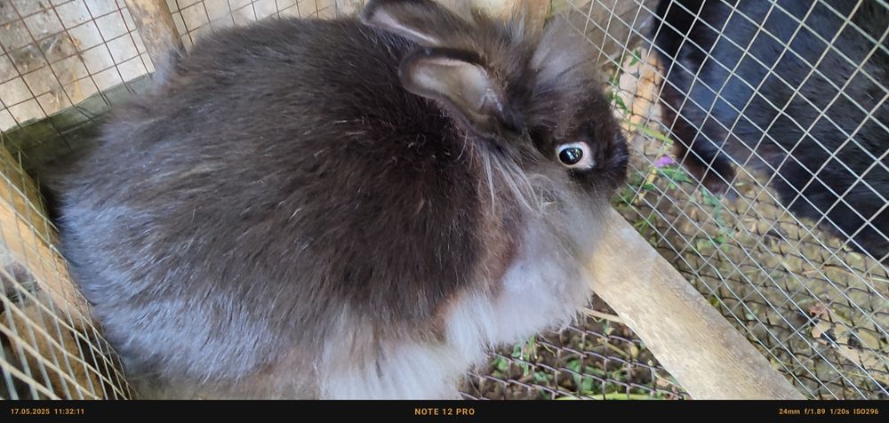 Кролики породы львиноголовые