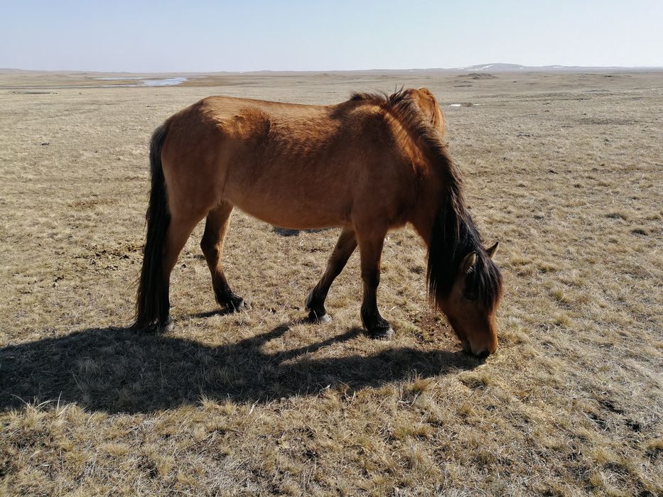 Продам байтал с табуна яловая