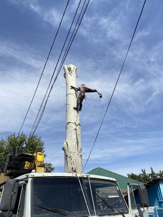 Спил дерева , Агаш  кесемыз профи