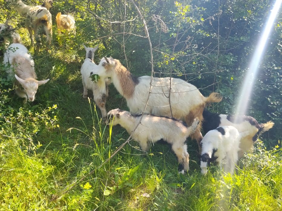 Văd capre bune de lapte