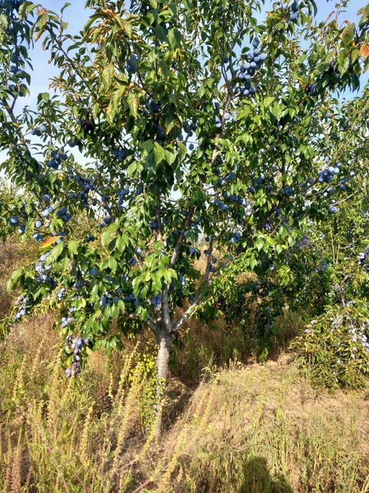 Vând livada tânără de pruni anaspet(100 de pruni de 6 ani), comuna Bogati, Dealul satului.