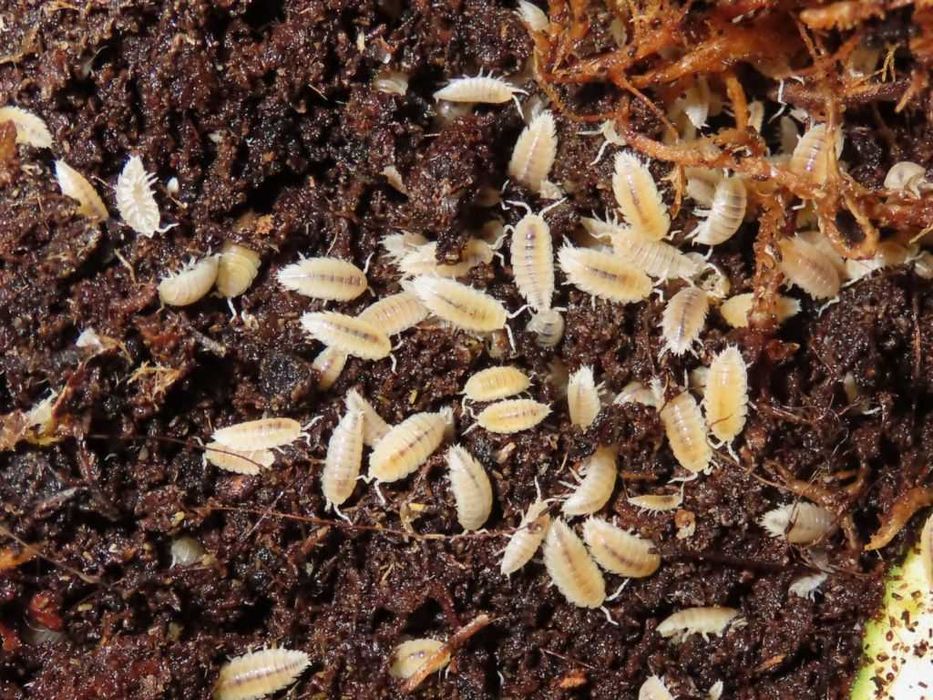 Нелетящи плодови мушици, дрозофили (Drosophila melanogaster 'Wingless' и Drosophila hydei), хлебарки дубия, брашнени червеи, изоподи/мокрици, пръчици