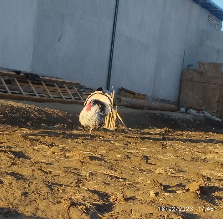 Soglom induk sotiladi garantiyalik narsa