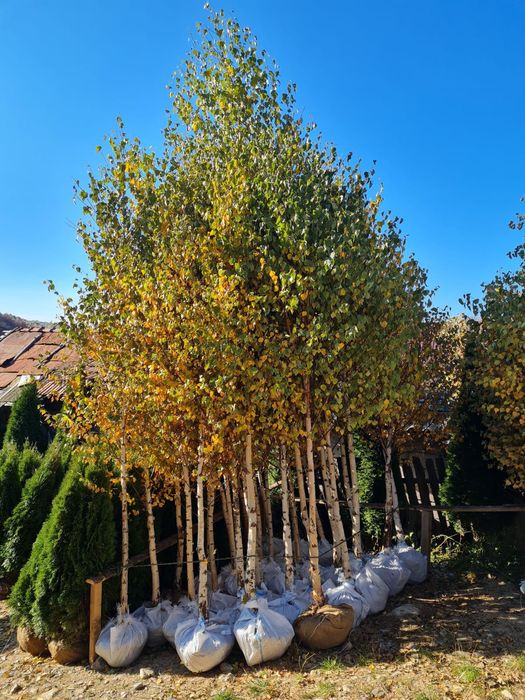 Copaci ornamentali Tei argintiu,mestecan,platan, artar