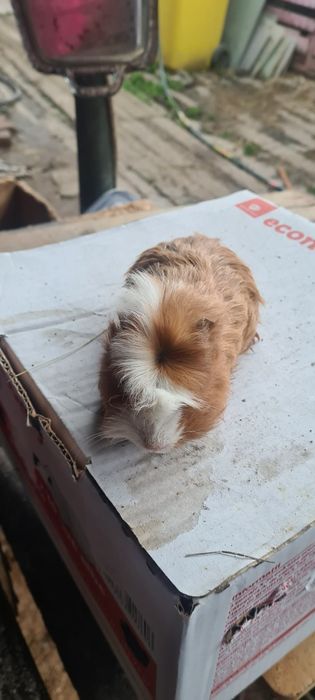 Porcușor de guineea