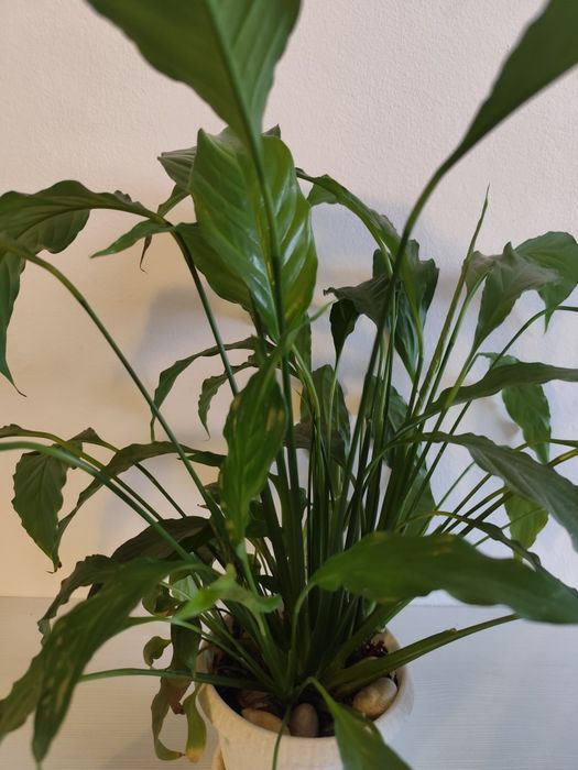 Цветок «женское счастье», спатифиллум (