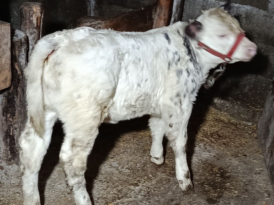 Vând vițică frumoasă