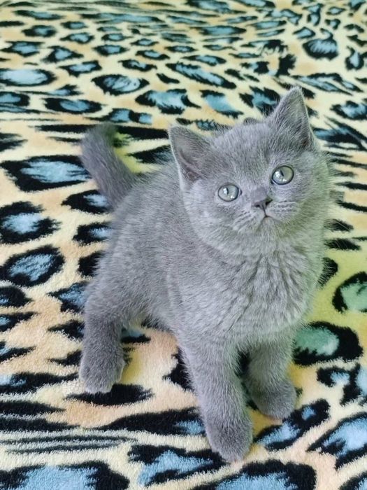 Продаются шикарные котята! Три девочки британочки.