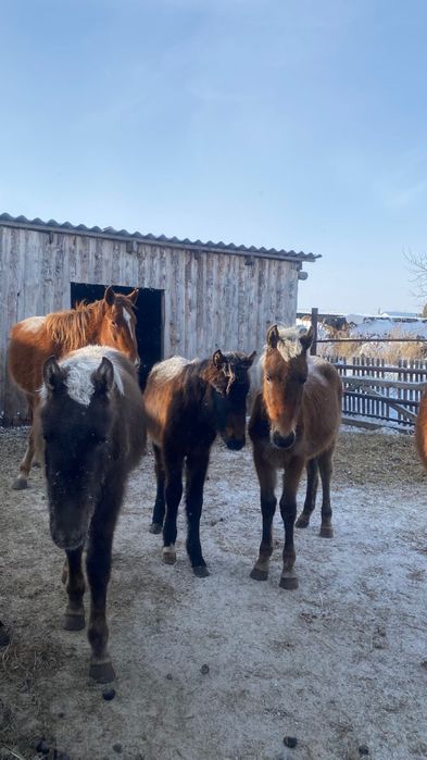 Продам лошадей жабагы!!!