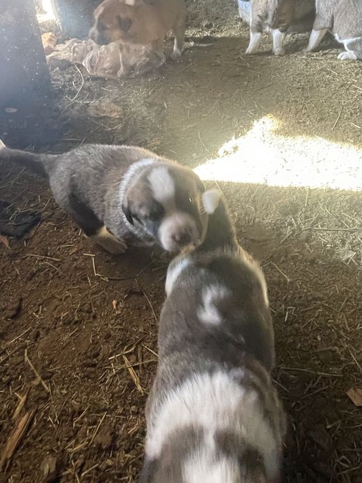 Отдам даром шеночки алабая