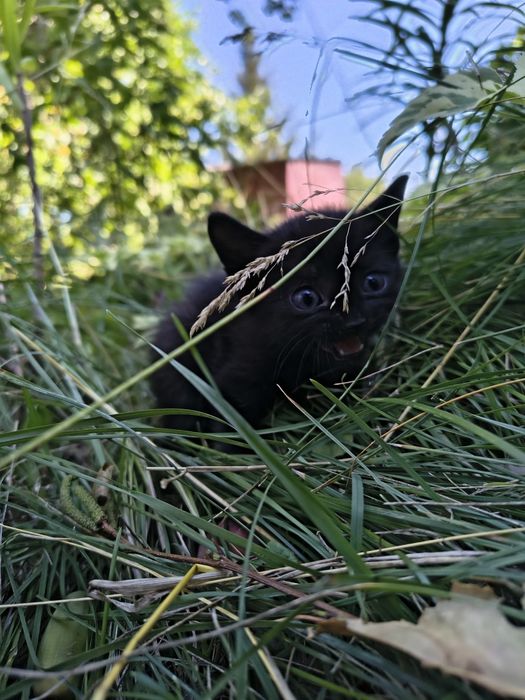Отдадим котят  в добрые руки
