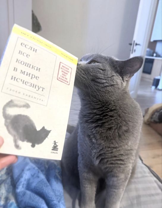 Отдам кошку в добрые руки