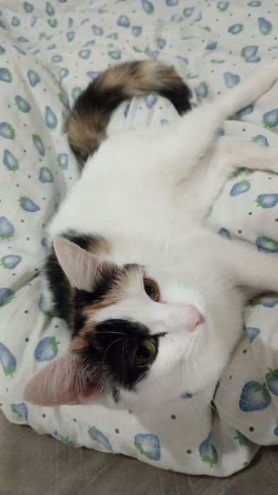 котеночек трёх маска