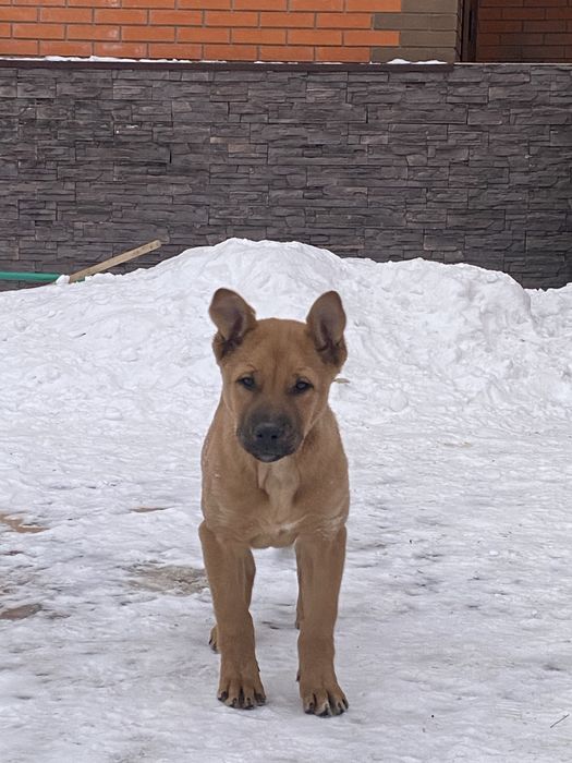 Отдам щенка в добрые руки