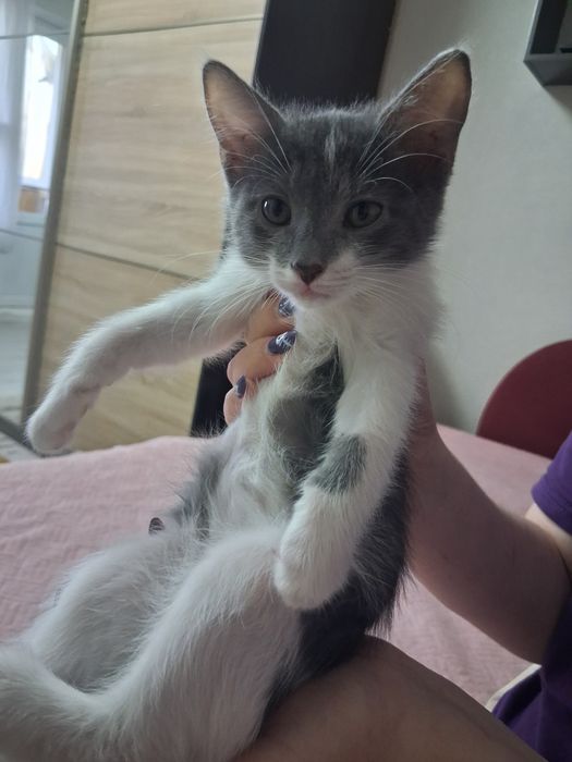 Отдам котят в любящие руки