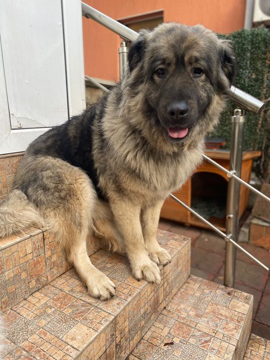 Мецанка търси дом