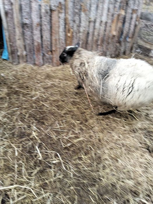 Mascul romanov un an și 8 luni