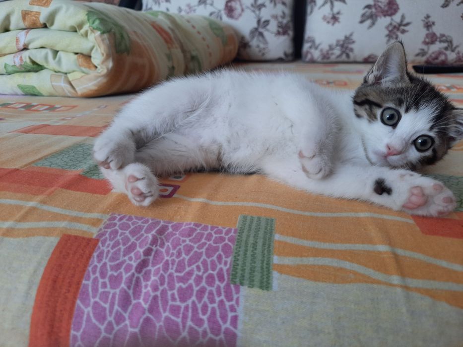 Pisica pentru adoptie