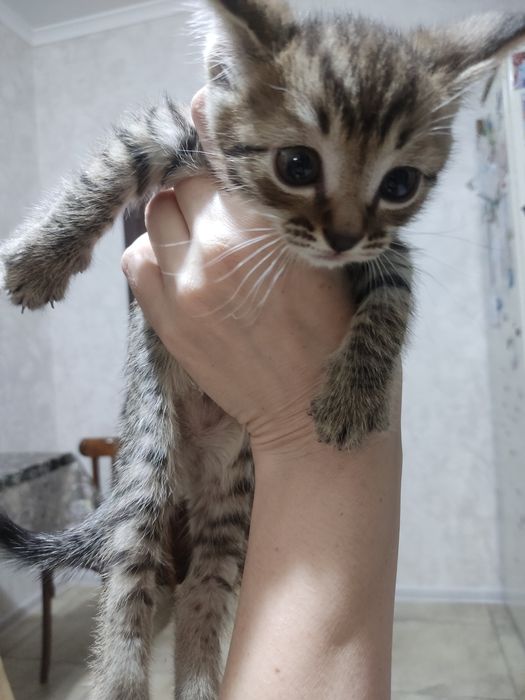 Отдам котят в добрые руки